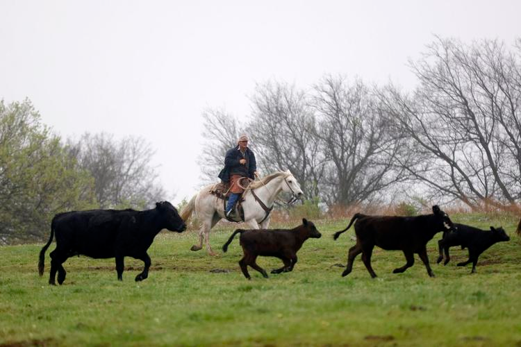 Oklahoma rancher on horseback herding cattle